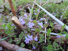 Glechoma grandis