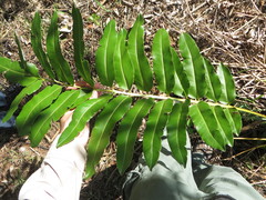 Acrostichum danaeifolium