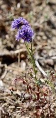 Gilia capitata chamissonis