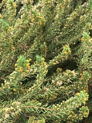 Euryops nodosus