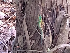 Phelsuma cepediana