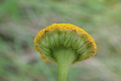 Cotula hispida