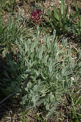 Galatella villosa