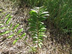 Acrostichum danaeifolium
