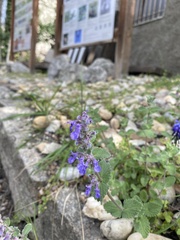 Nepeta racemosa