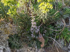Petromarula pinnata