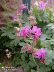 Apis mellifera