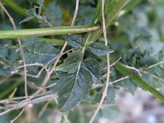 Petromarula pinnata