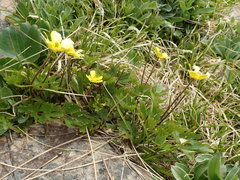 Ranunculus enysii
