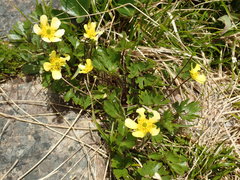 Ranunculus enysii
