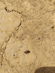 Melanocoryphus tristrami