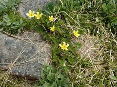Ranunculus enysii