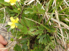 Ranunculus enysii