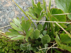 Ranunculus enysii