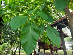 Monoon