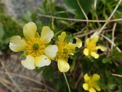 Ranunculus enysii