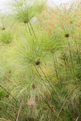 Cyperus papyrus