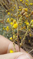 Marasmodes fasciculata