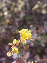 Berberis thunbergii
