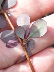 Berberis thunbergii