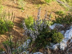 Petromarula pinnata