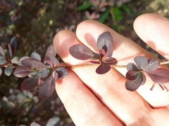 Berberis thunbergii