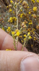 Marasmodes fasciculata