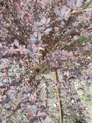 Berberis thunbergii