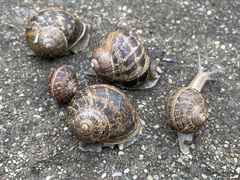 Cornu aspersum