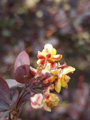 Berberis thunbergii