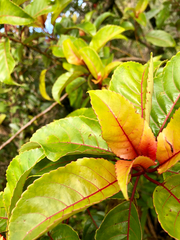 Perrottetia sandwicensis