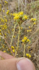 Marasmodes fasciculata
