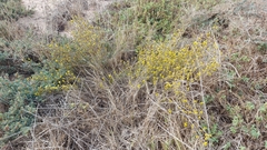Marasmodes fasciculata