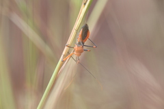 Poecilobdallus formosus