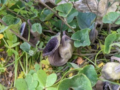 Aristolochia cretica