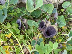 Aristolochia cretica