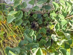 Aristolochia cretica