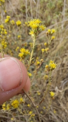 Marasmodes fasciculata