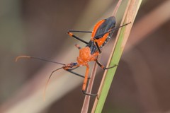 Poecilobdallus formosus
