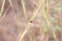 Poecilobdallus formosus
