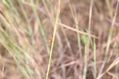 Poecilobdallus formosus