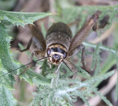 Eumodicogryllus