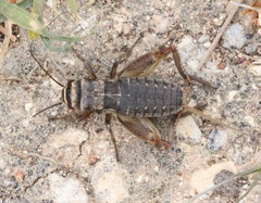 Eumodicogryllus