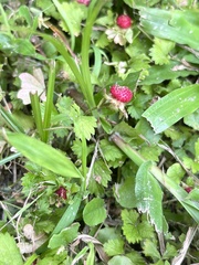 Potentilla hebiichigo