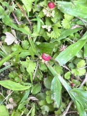 Potentilla hebiichigo