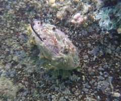 Choromytilus meridionalis
