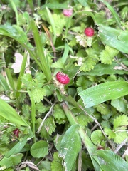 Potentilla hebiichigo