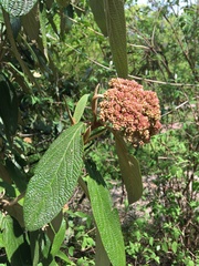 Viburnum rhytidophyllum