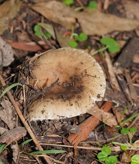 Russula neerimea