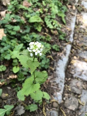 Alliaria petiolata